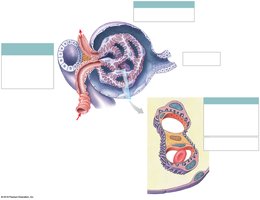 Details of the visceral layer of the glomerular capsule