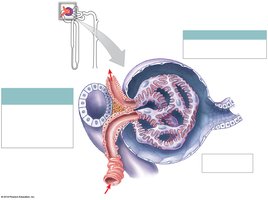 Overview of the renal corpuscle