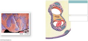 Cross-sectional view of the visceral layer of the glomerular capsule