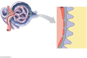 Overview of the filtration membrane