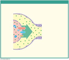 Factors controlling glomerular filtration