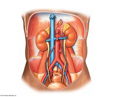 The kidneys and other retroperitoneal organs