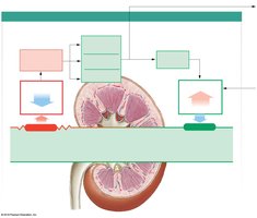 Autoregulation of glomerular filtration rate