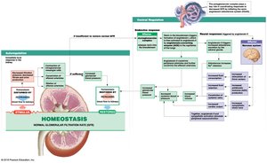 Regulation of glomerular filtration rate