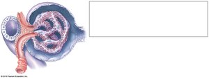 Location of the juxtaglomerular complex