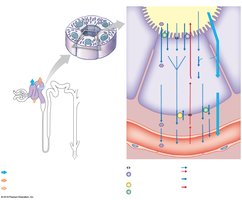 Overview of the proximal convoluted tubule