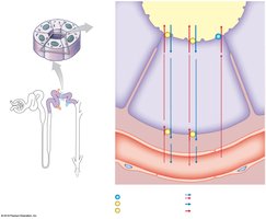 Overview of the distal convoluted tubule
