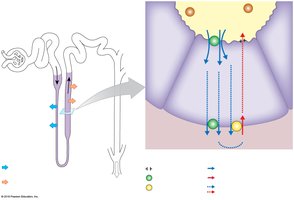Overview of water and solute reabsorption in the nephron loop