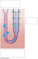 Change in permeability along the nephron loop