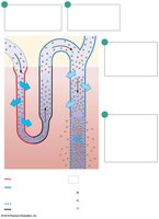 Change in permeability from distal convoluted tubule to papillary duct