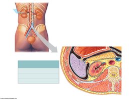 Overview of the position of the kidneys and supporting connective tissue layers