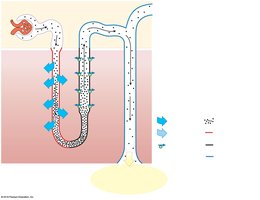 Facultative water reabsorption without antidiuretic hormone