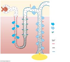 Facultative water reabsorption with antidiuretic hormone