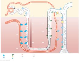 Overview of renal function