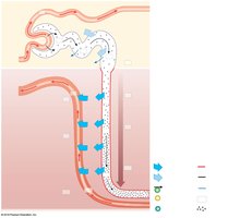 Renal function in the renal corpuscle, PCT, and descending nephron loop