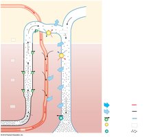 Renal function in the ascending nephron loop, DCT, and collecting duct
