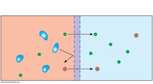 Diagram of artificial dialysis membrane