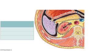 Sectional view showing connective tissues protecting and surrounding kidney