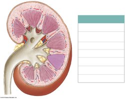 Major structural landmarks of the kidney