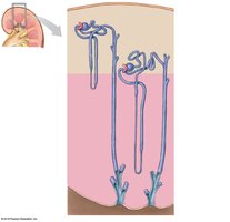 Types of nephrons and their location