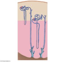 Types of nephrons