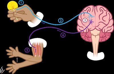Diagram of a reflex arc showing the pathway from stimulus to response