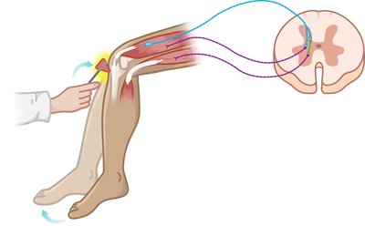 Neural pathway of the stretch reflex