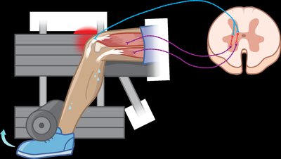 Tendon reflex during strength training
