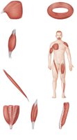 Patterns of Fascicle Arrangement in Muscles
