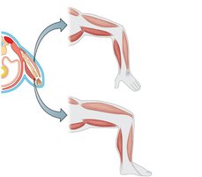 Limb muscles