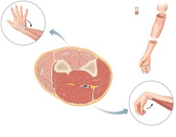Muscle compartments of the forearm
