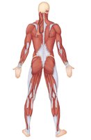 Major muscles of the body, posterior view