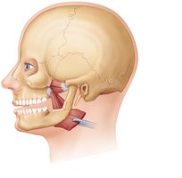 Muscles of mastication, deep