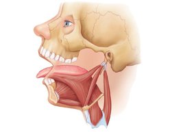 Extrinsic muscles of the tongue
