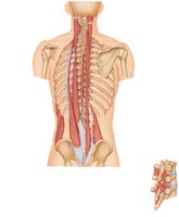 Deep back muscles, intermediate and deep layers