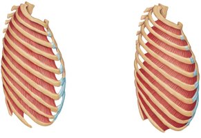 Intercostal muscles