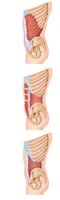 Abdominal wall, muscle attachments