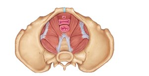 Pelvic diaphragm muscles