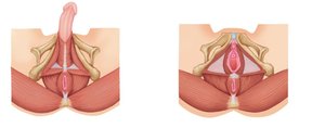 Superficial perineal muscles