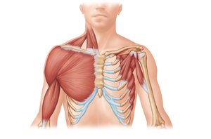 Anterior thoracic muscles acting on the scapula