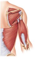 Posterior muscles acting on the arm