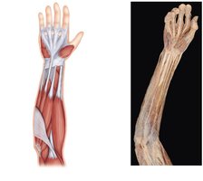 Anterior flexor compartment, superficial muscles