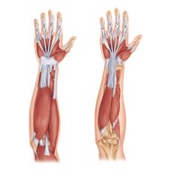 Deep anterior flexor compartment muscles