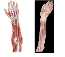 Posterior extensor compartment, superficial muscles
