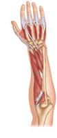 Deep posterior extensor compartment muscles