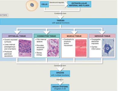Overview of tissue types and their functions