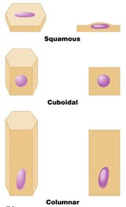 Shapes of epithelial cells: squamous, cuboidal, columnar