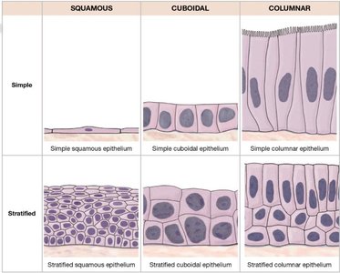 Classification of epithelia by shape and layers