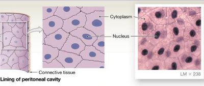 Simple squamous epithelium lining peritoneal cavity