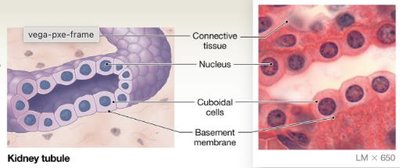 Simple cuboidal epithelium in kidney tubule